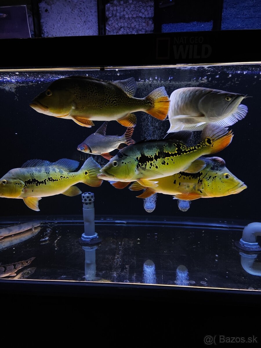 Kúpim CICHLI - 9