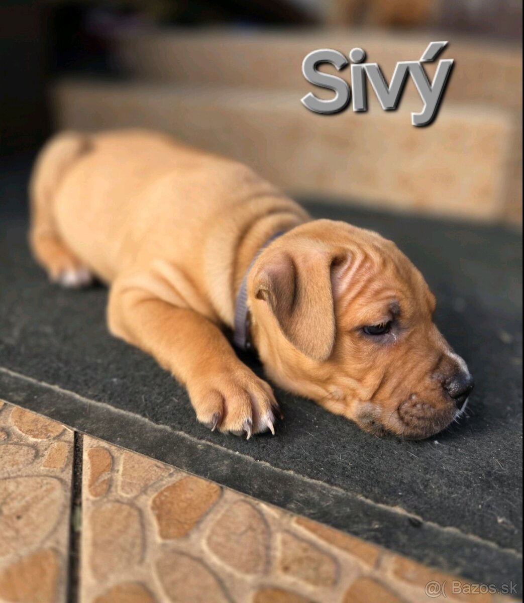 Americký stafordširský teriér - 9