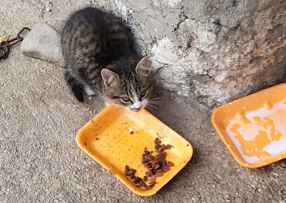 Darujem mačiatká - 9