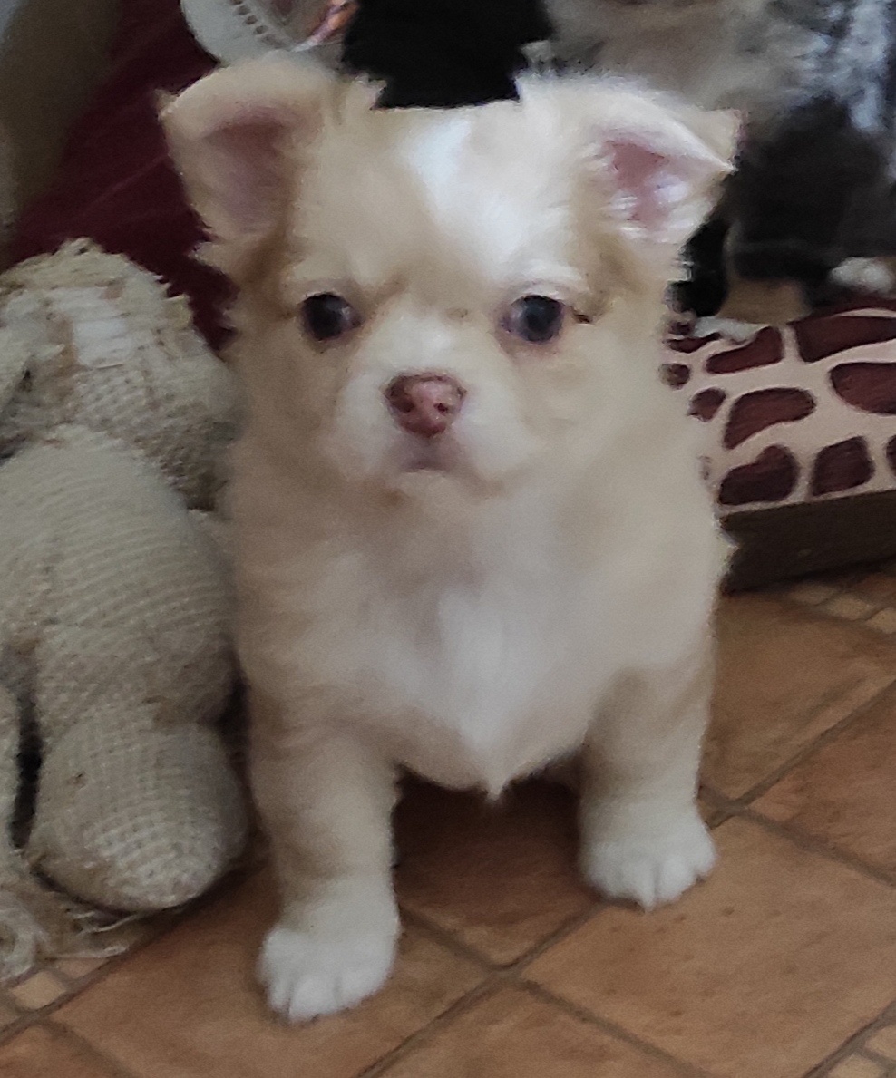 čivava dlhosrsta - 9