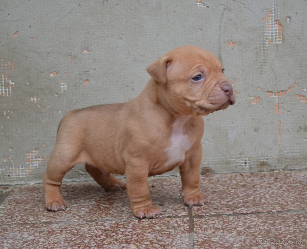 Crossbreed bully 75% - 9