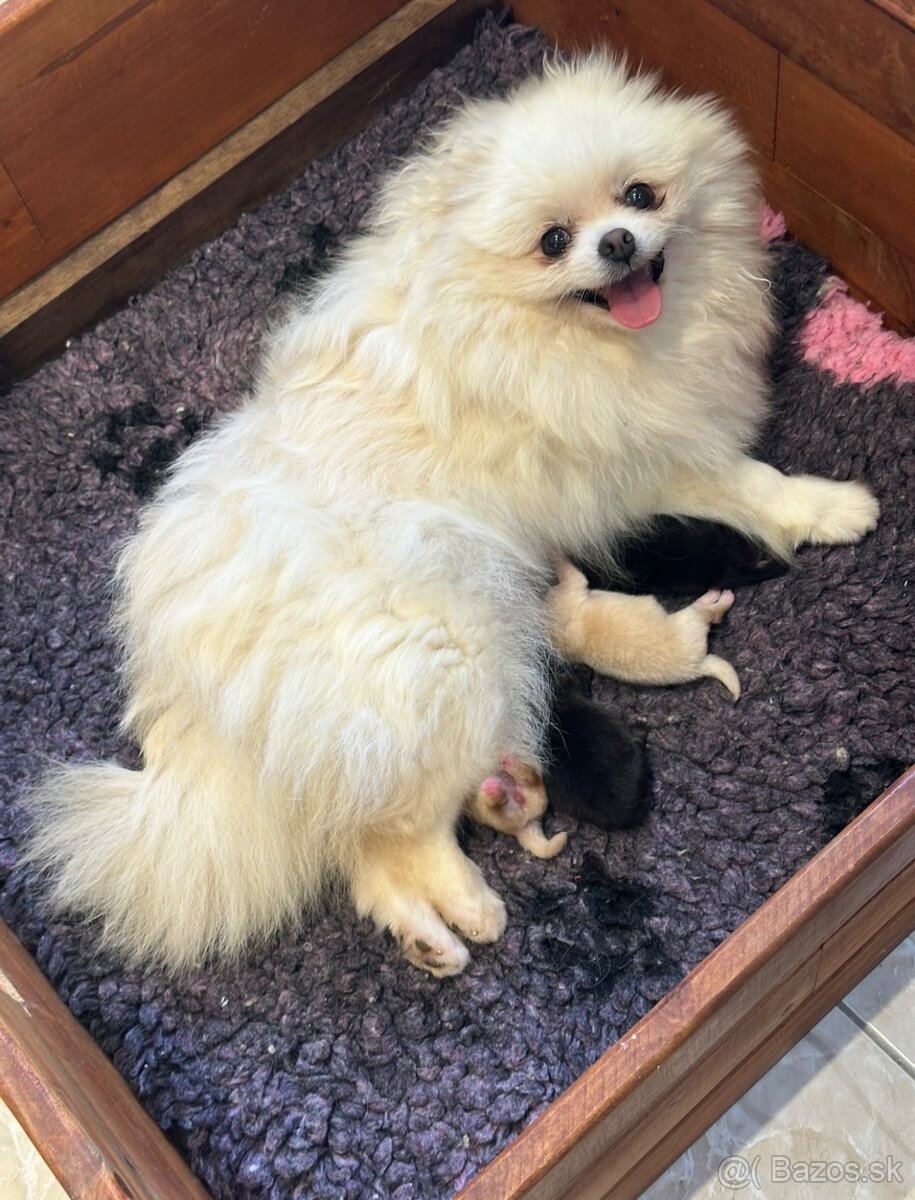 Pomeranian s pp FCI - 9