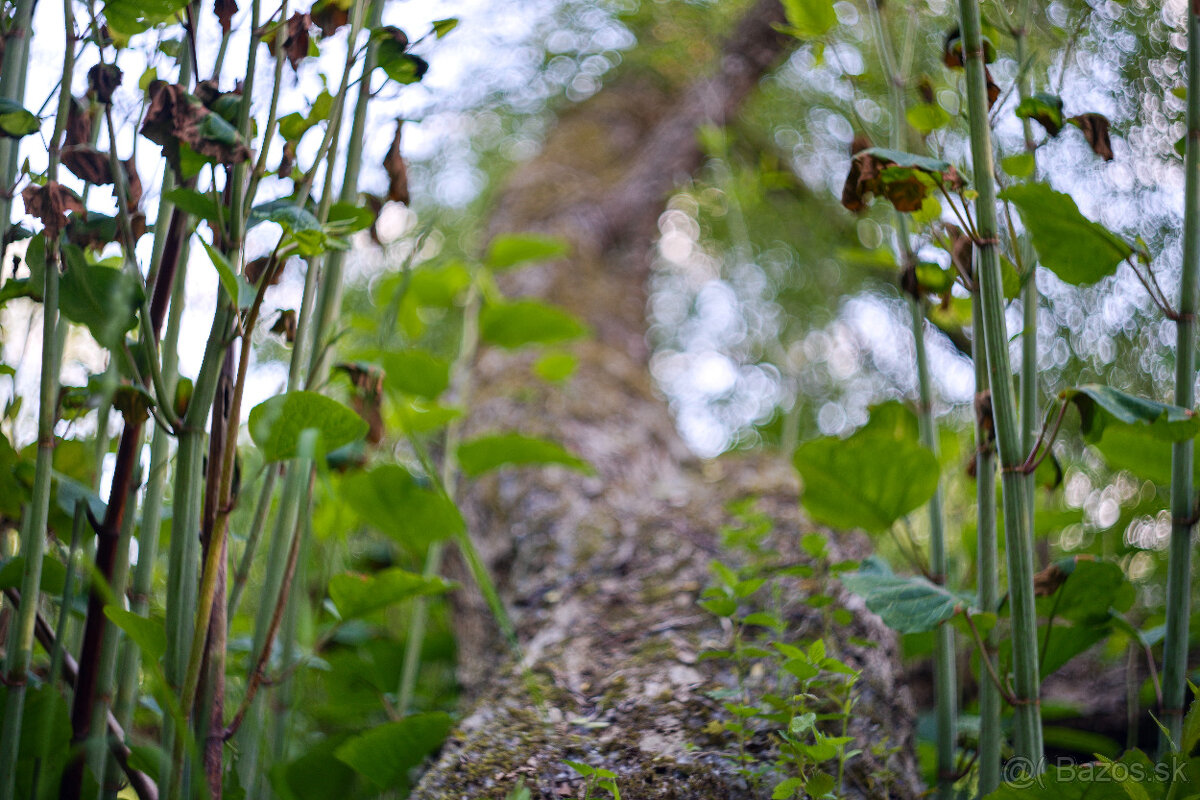 Carl Zeiss. Biotar 2/58mm - 9