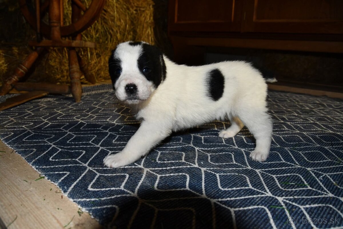 Stredoazijsky ovčiak - 9