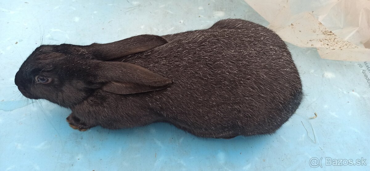 Predám králiky 4,5 mesačne - 9