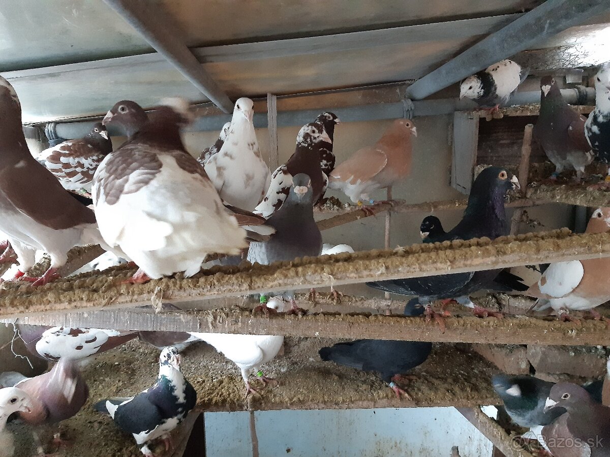 Predám poštové holuby - 9