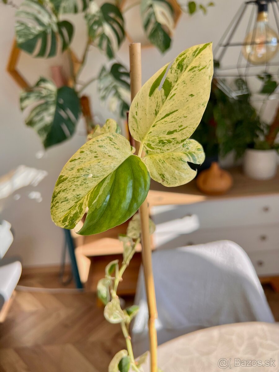 Raritné rastliny - 9