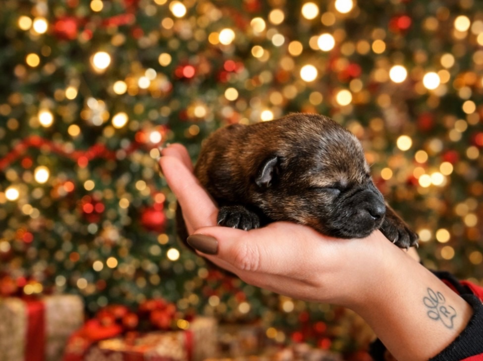 Nemecký ovčiak s PP - 9