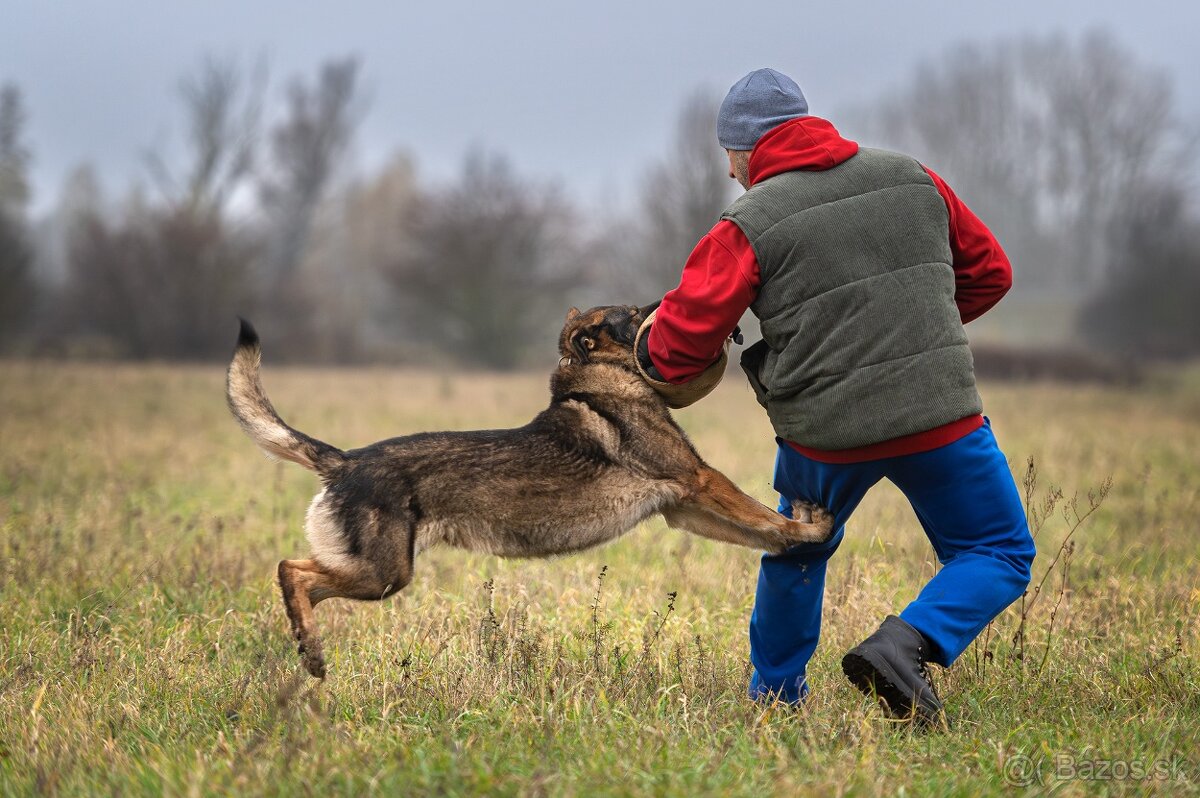 Nemecký ovčiak šteniatka s PP WORK line - 9