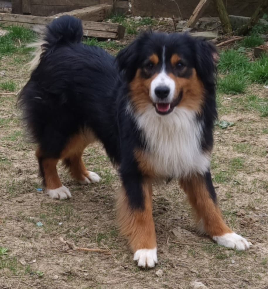 Miniatúrny americký ovčiak s pp - 9