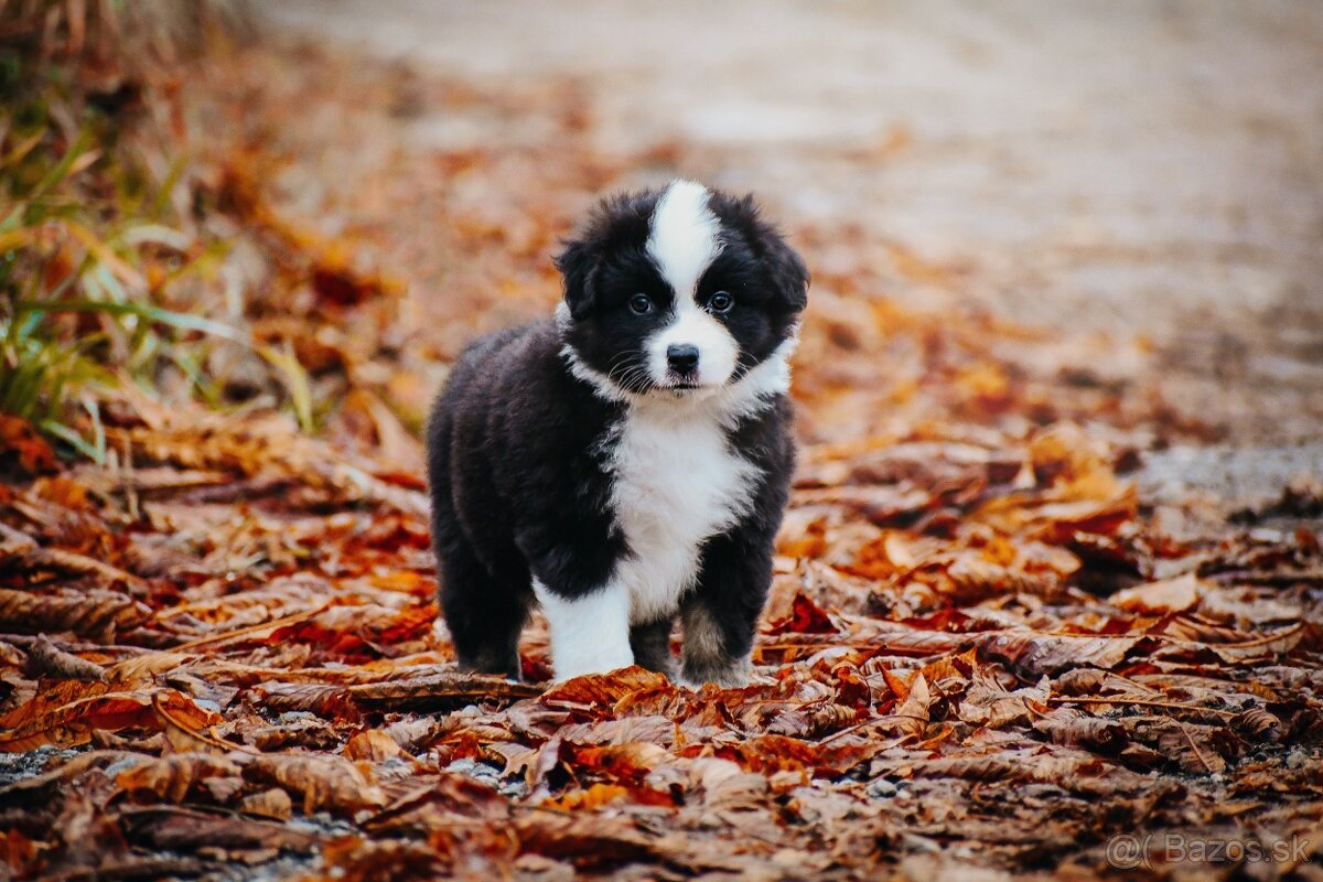 Miniatúrny americký ovčiak - 9