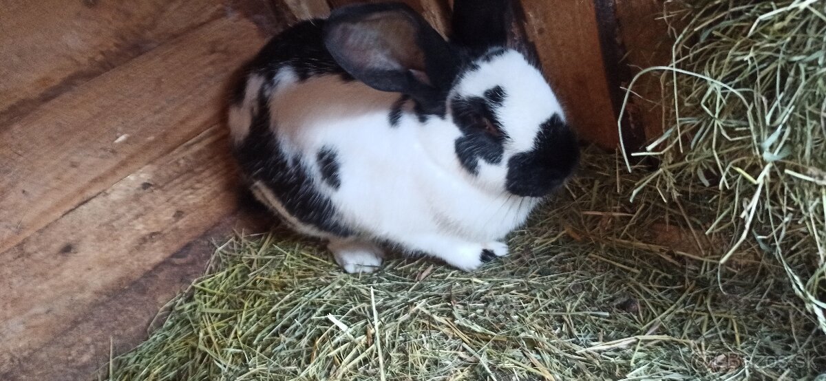 Predám králiky 2 samice - 9