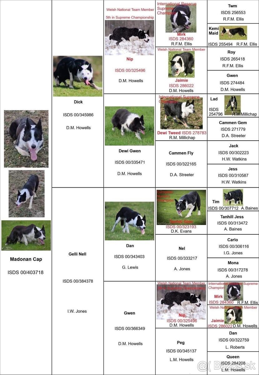 Border kólia s PP - 9