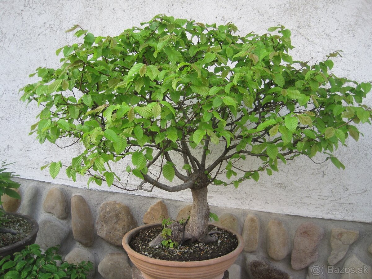 bonsai,bonsaj-hrab 9 - 9