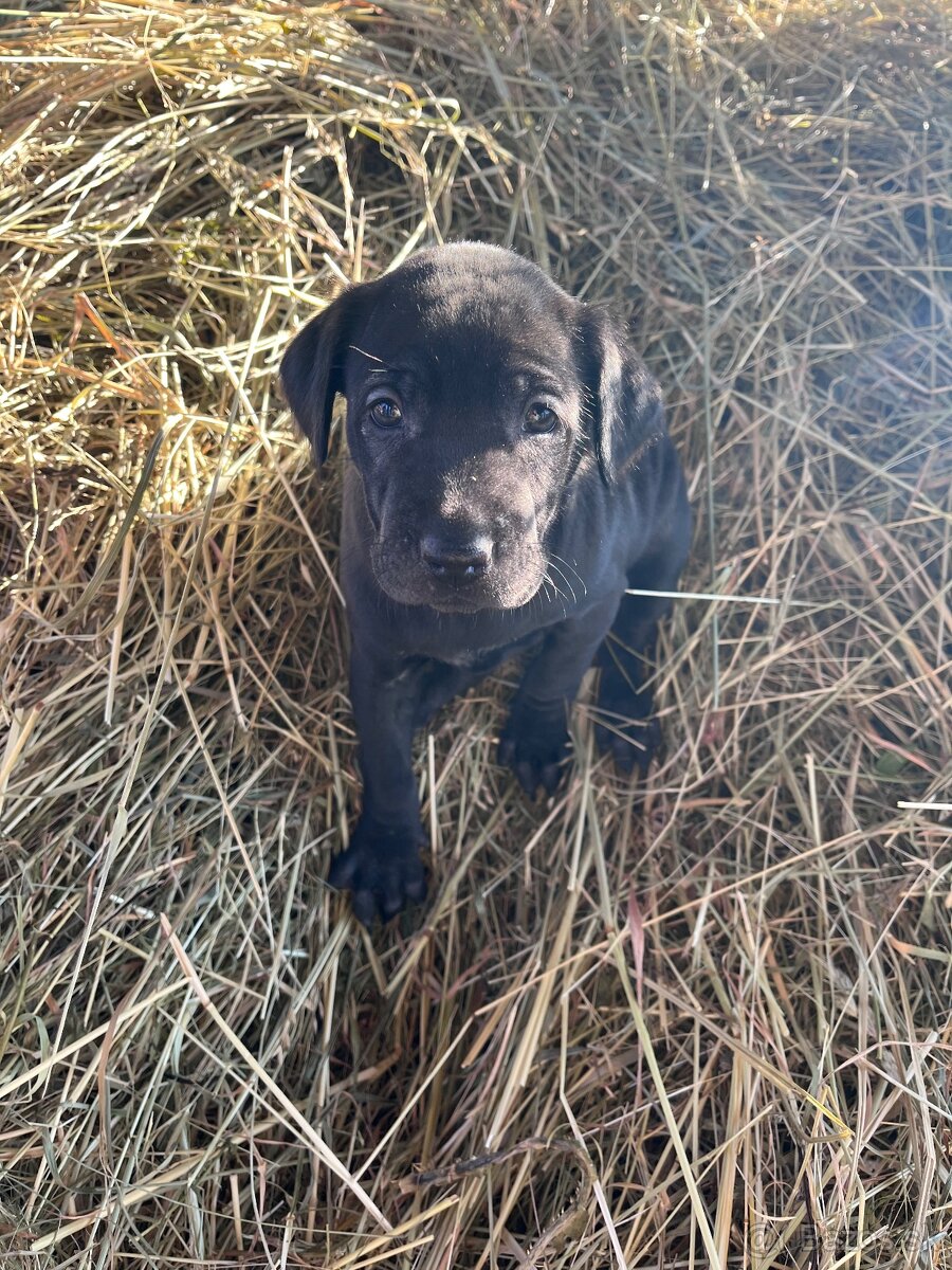 Darujem steniatka - 9