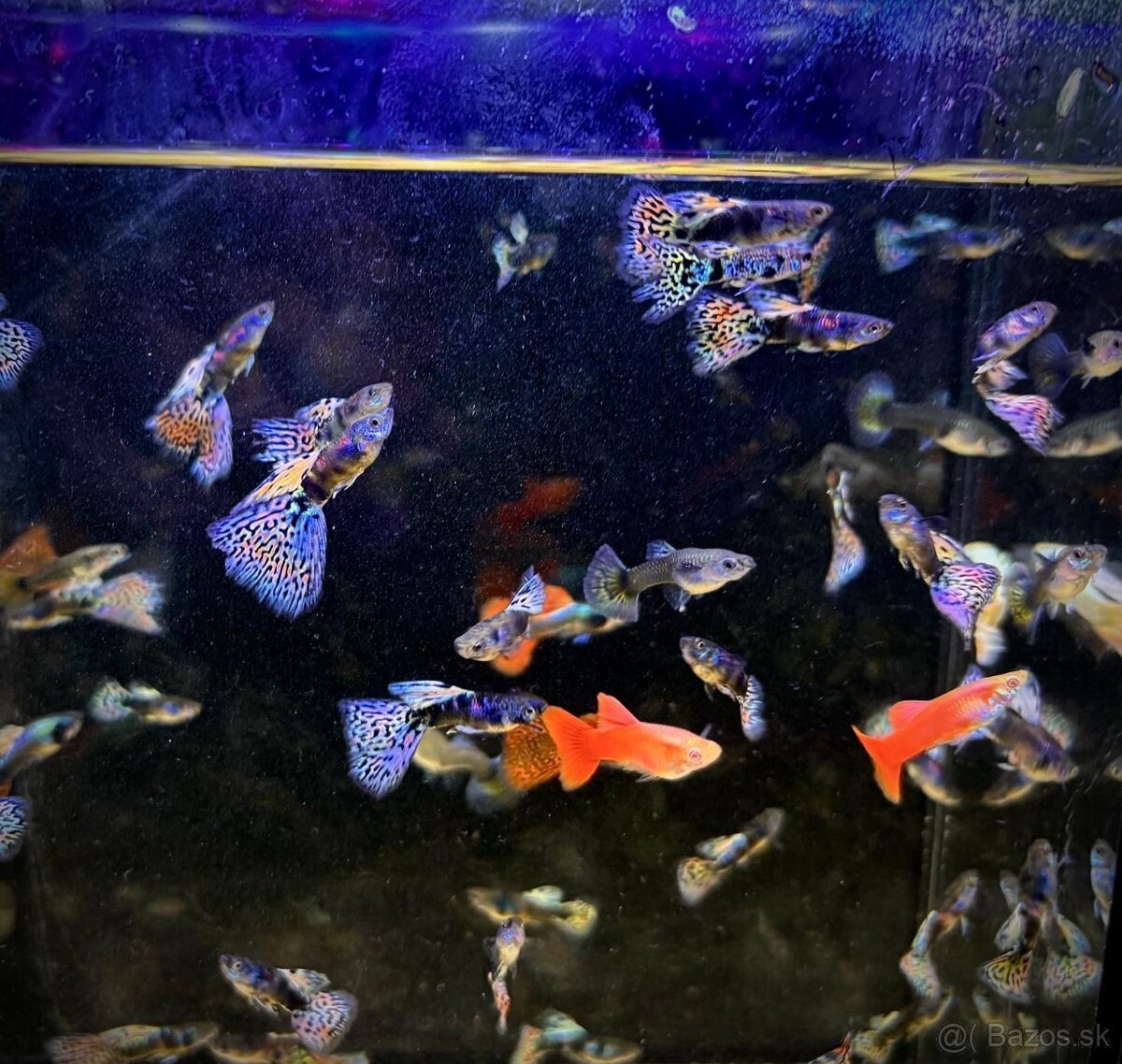 gupky (čisté formy) - 9