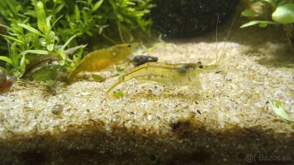 Low Tech akvárium s krevetkami - 9