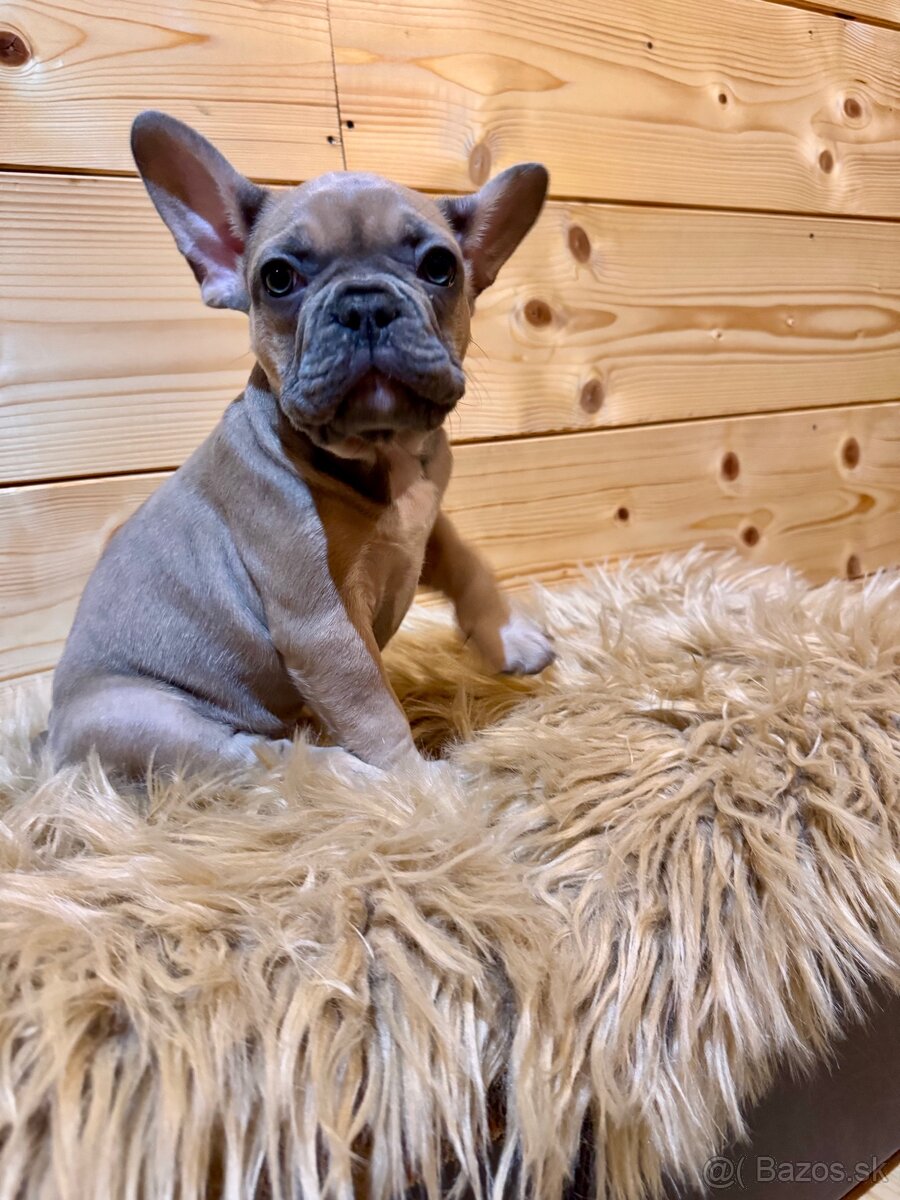 Francúzsky buldoček s PP - 9