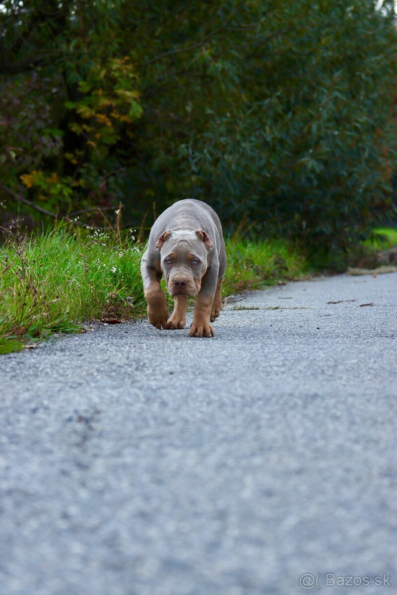 American Bully XL (Pitbull XXL) - 9