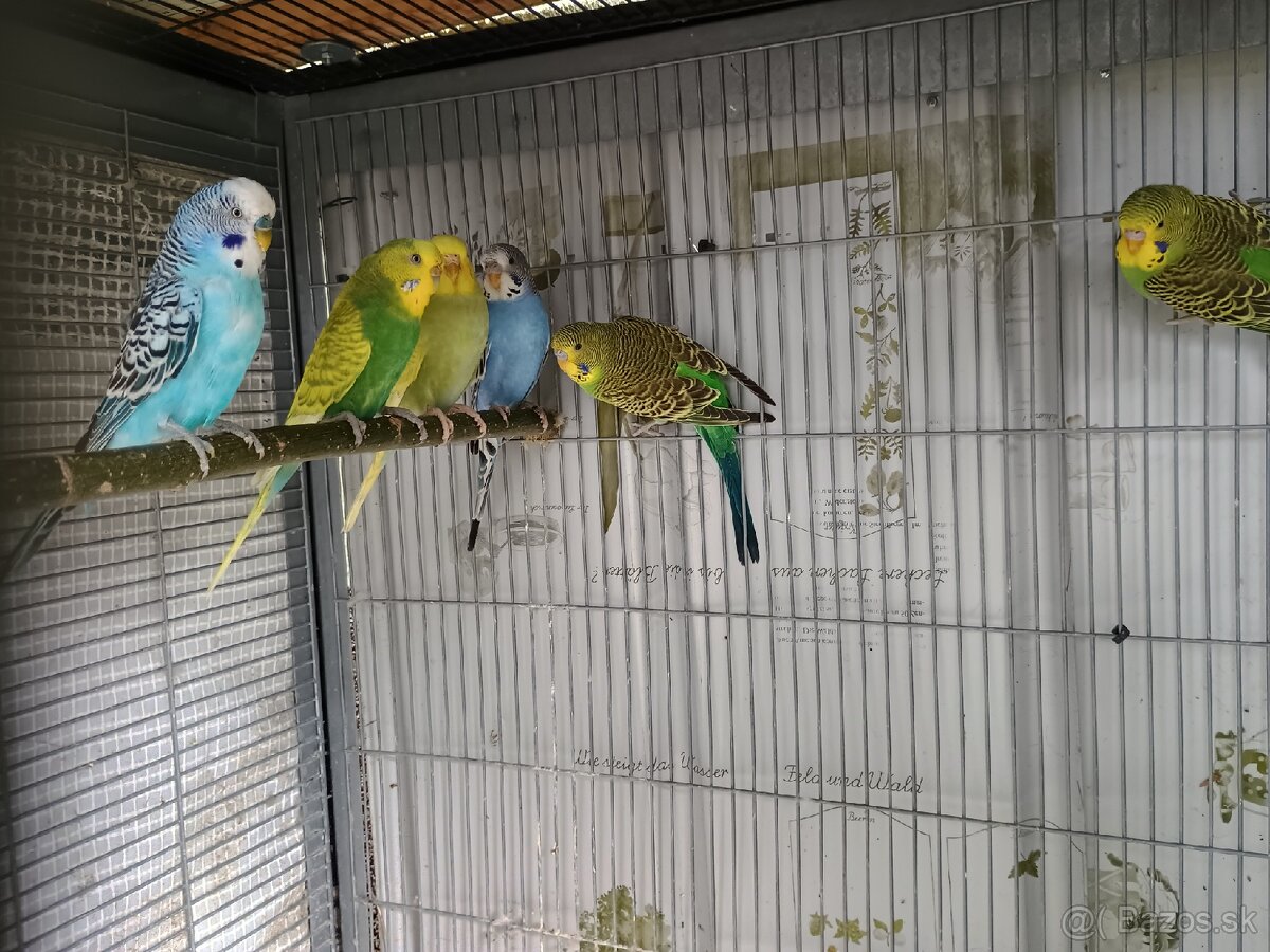 Predám mladé andulky - 9