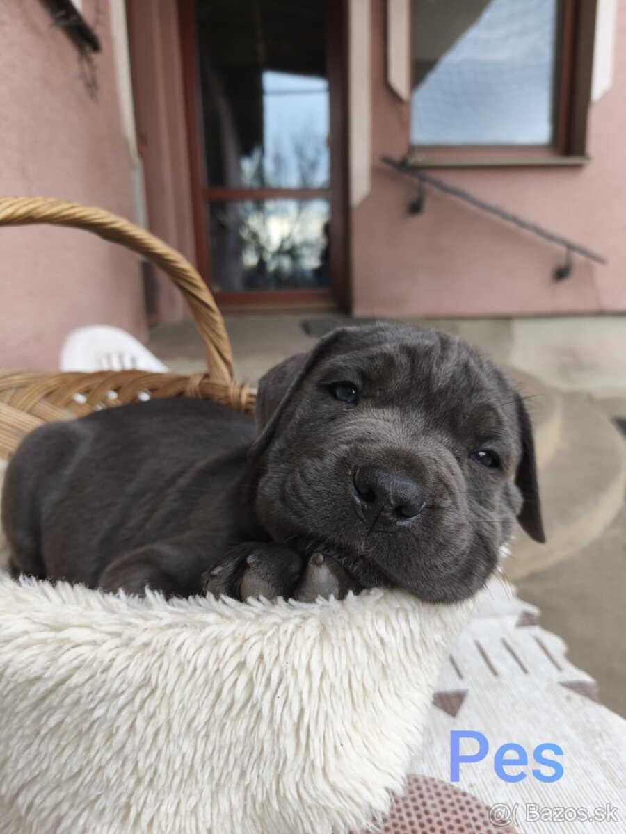 Cane Corso bez PP - 9