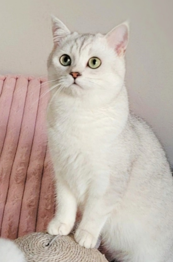 ŠKÓTSKE MAČKY s PP/ F. TICA - 9