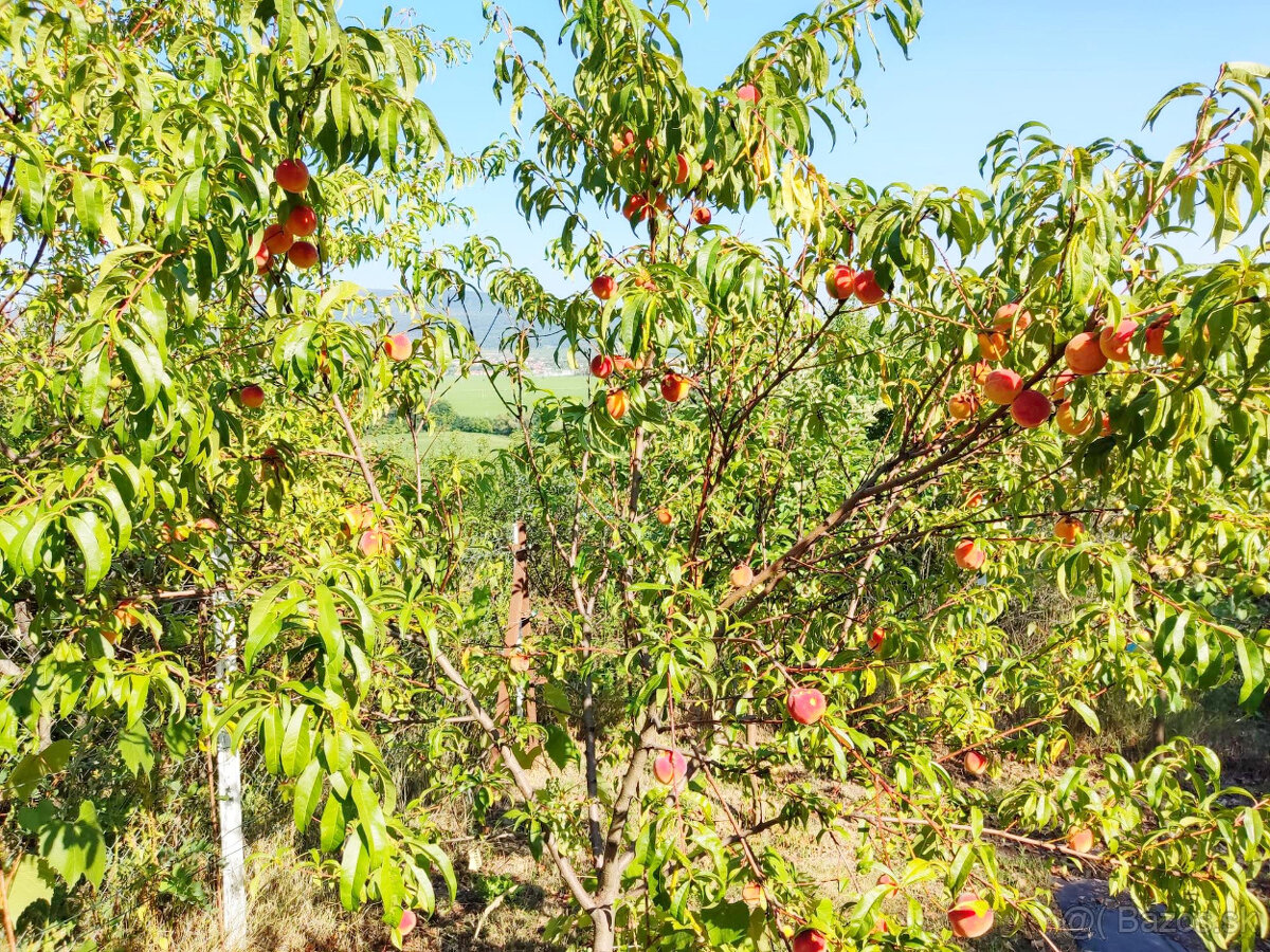 Predaj - záhrada - Zlaté Moravce - ZĽAVA - 9