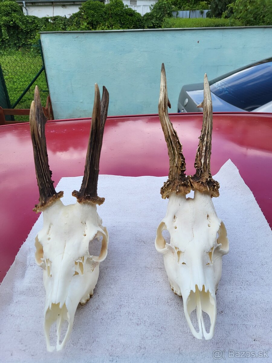 Poľovnícke trofeje - 9