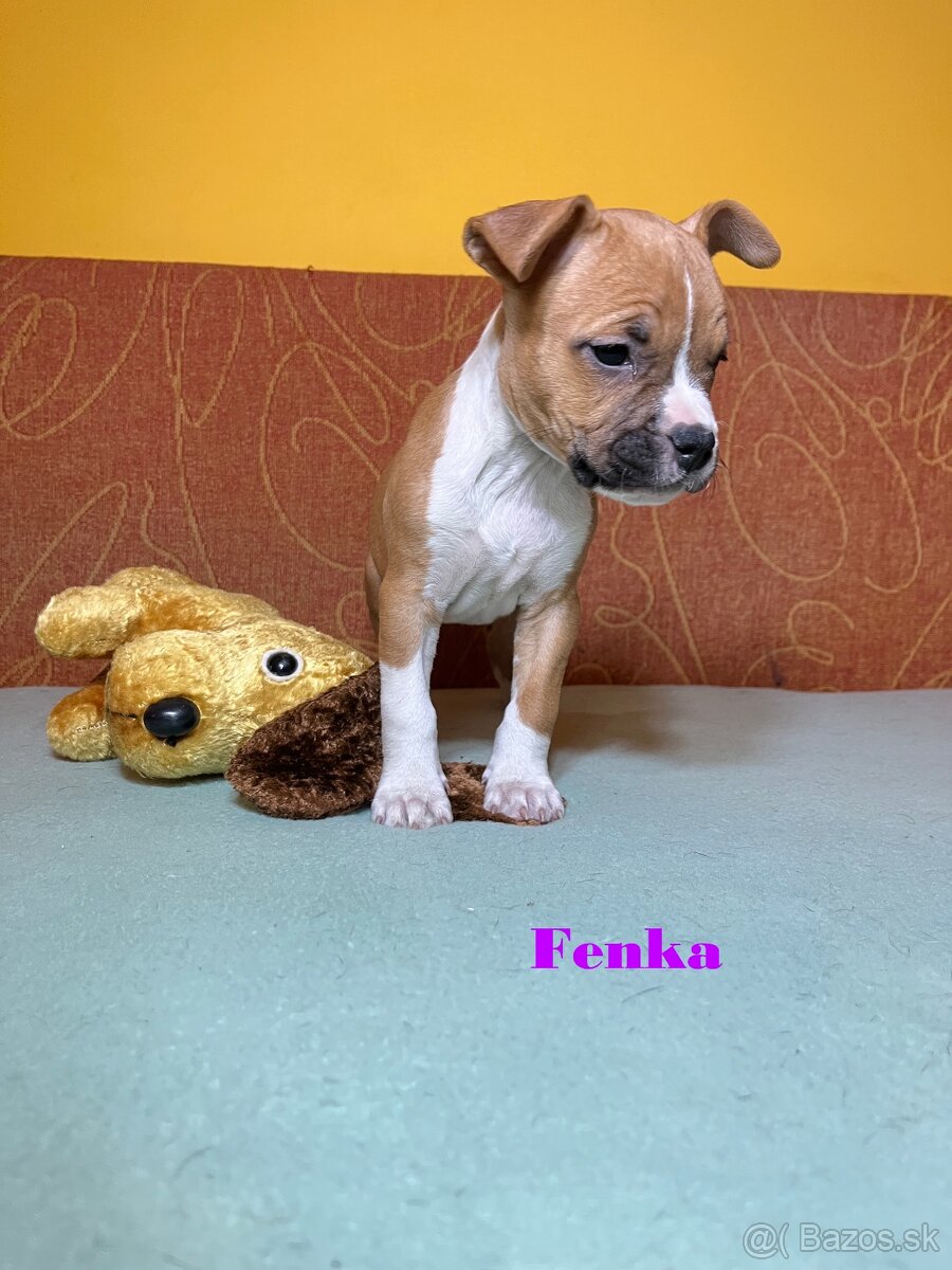Americky Stafordšírský Terier šteniatka s PP - 9