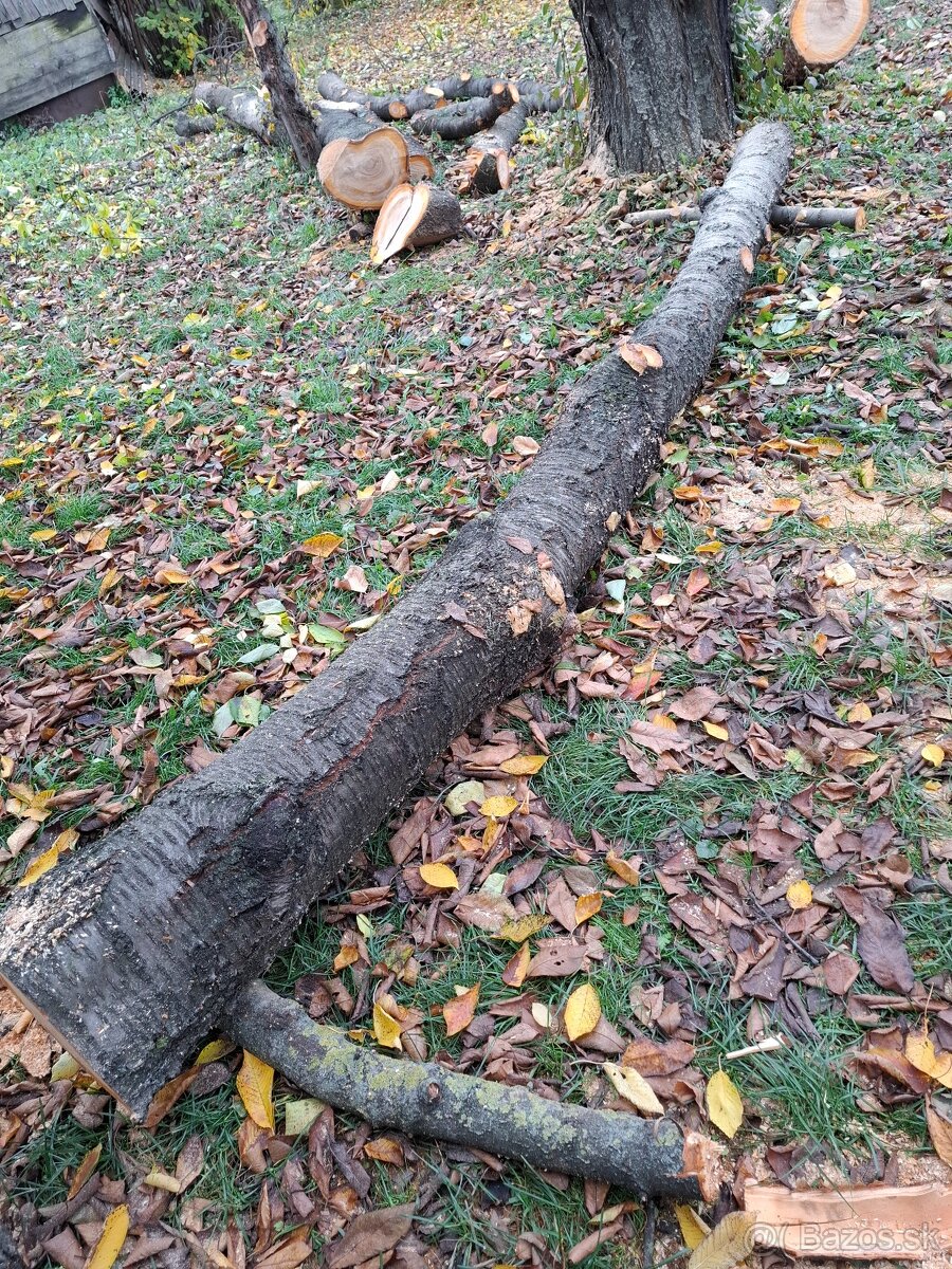 Čerešňove drevo v surovom stave guĺatina - 9