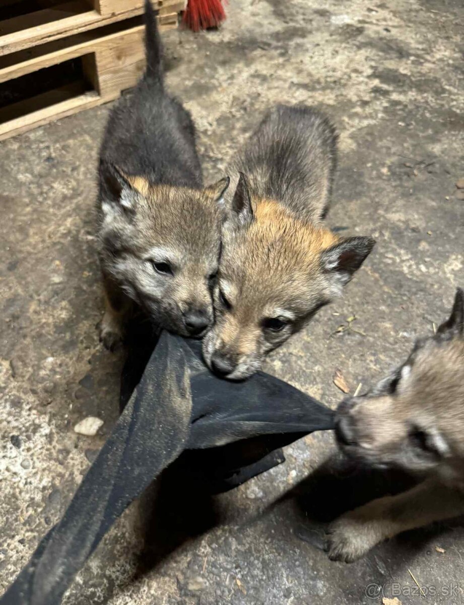 Československý vlčiak - 9