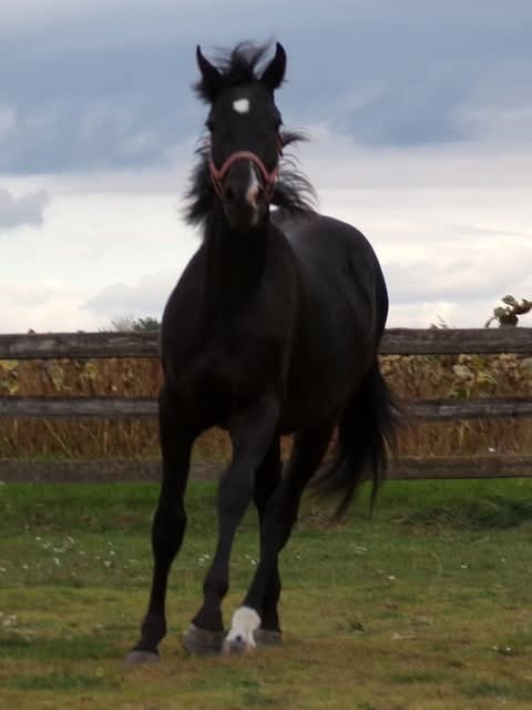 appaloosa žrebček - 9