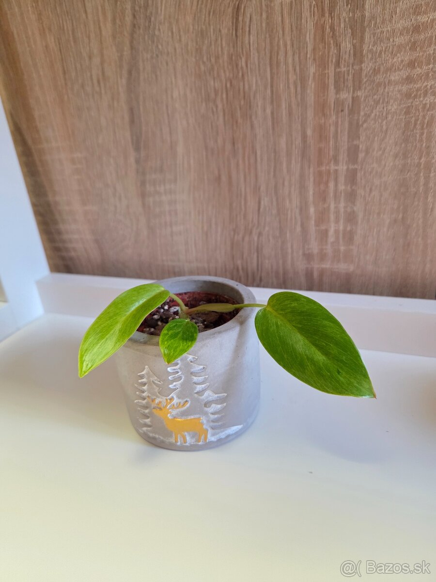 Izbové rastliny - 9