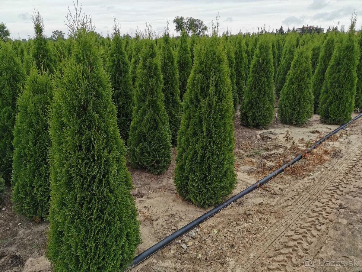 TUJE SMARAGD 220-250cm AKCIA 25€ - 9