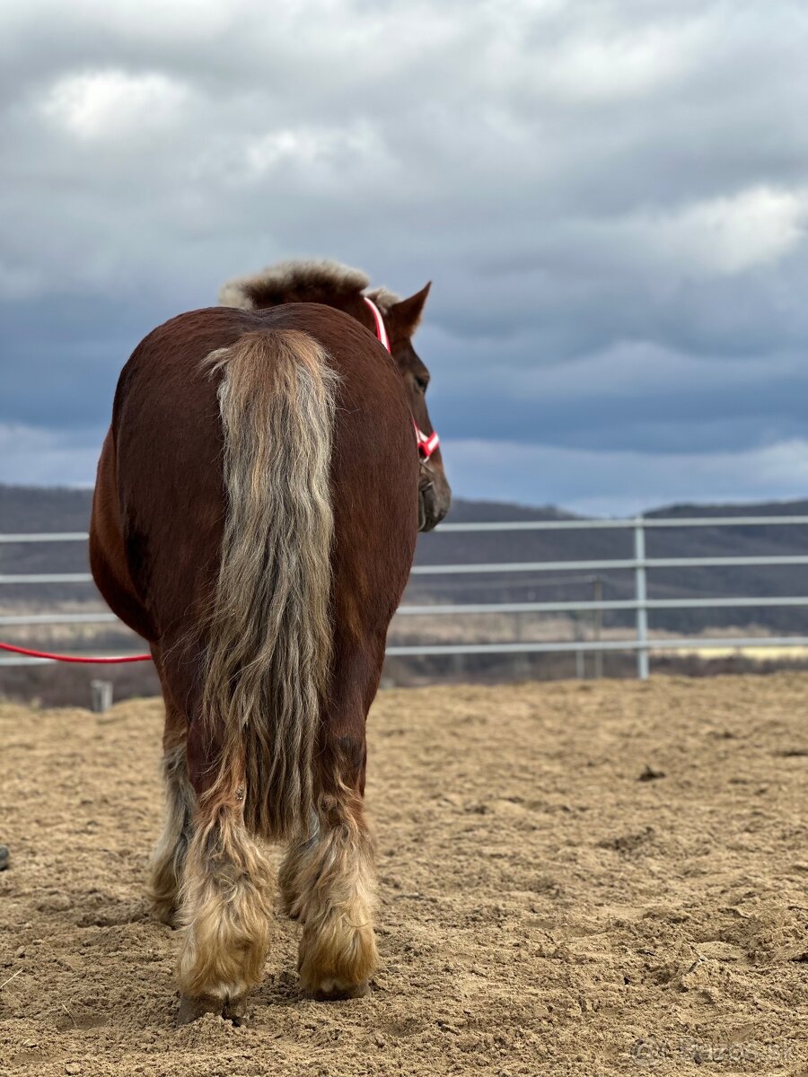 Švédsky ardén valach na predaj - 9