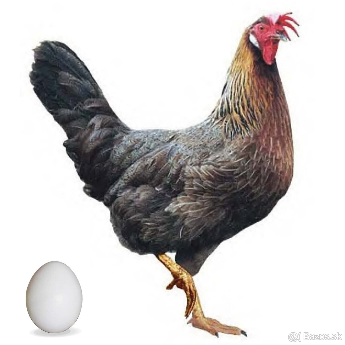 Nosnice, mládky - 9