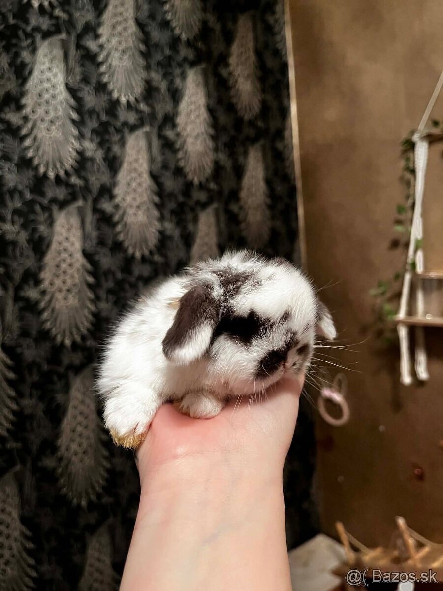 💛🌼 minilop králik 🌼💛🐰 - 9