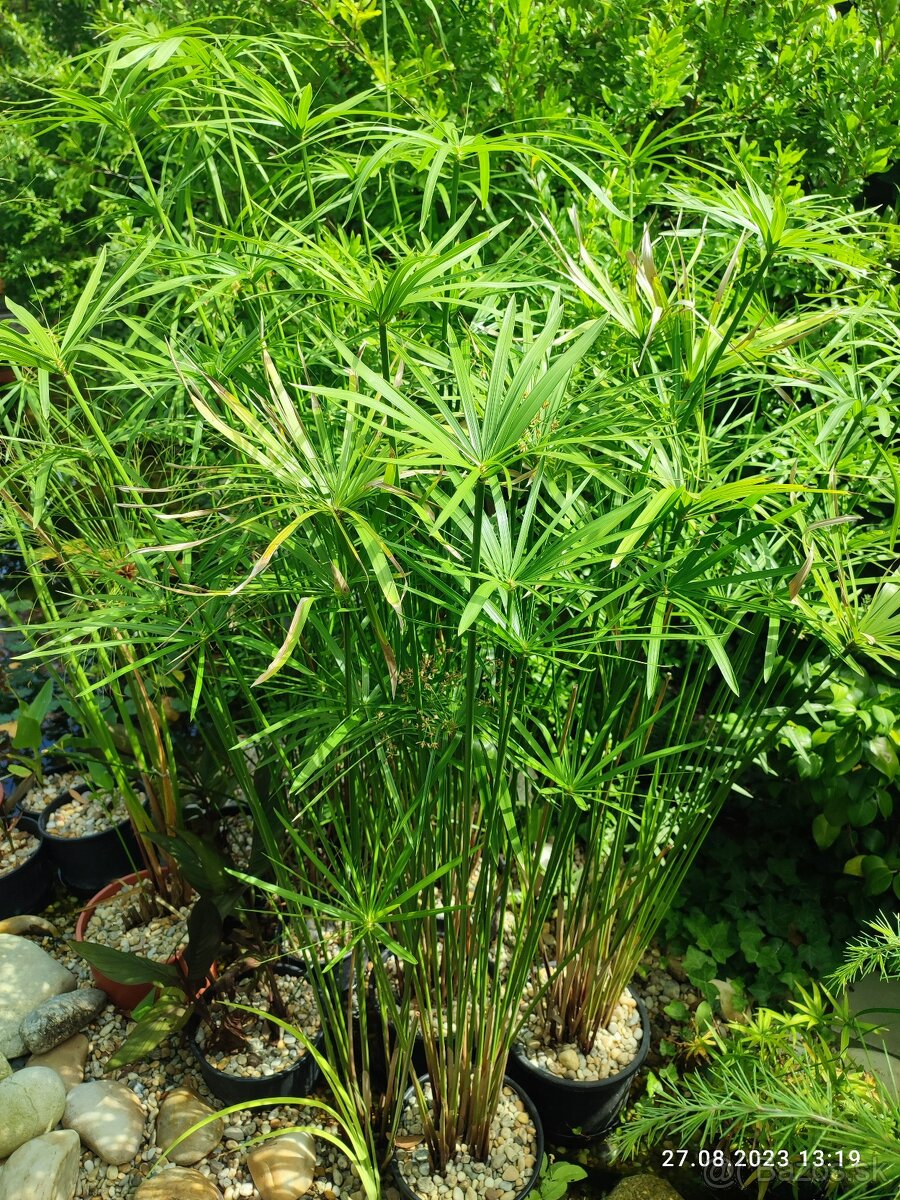 Šachor striedavolistý - Cyperus alternifolius - 9