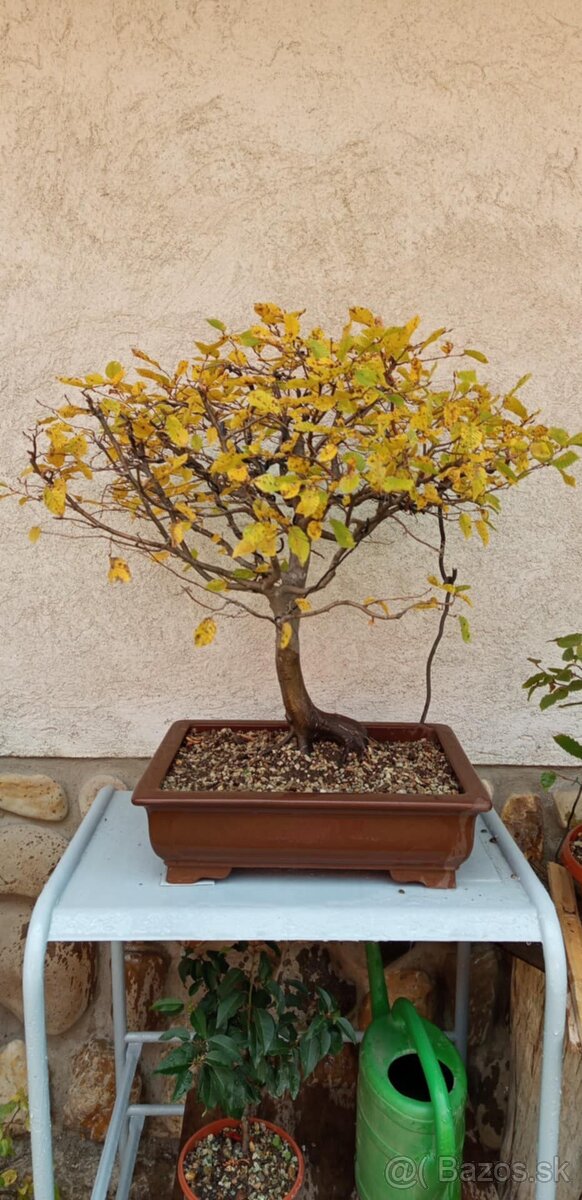 bonsai,bonsaj-DUB 7 - 9