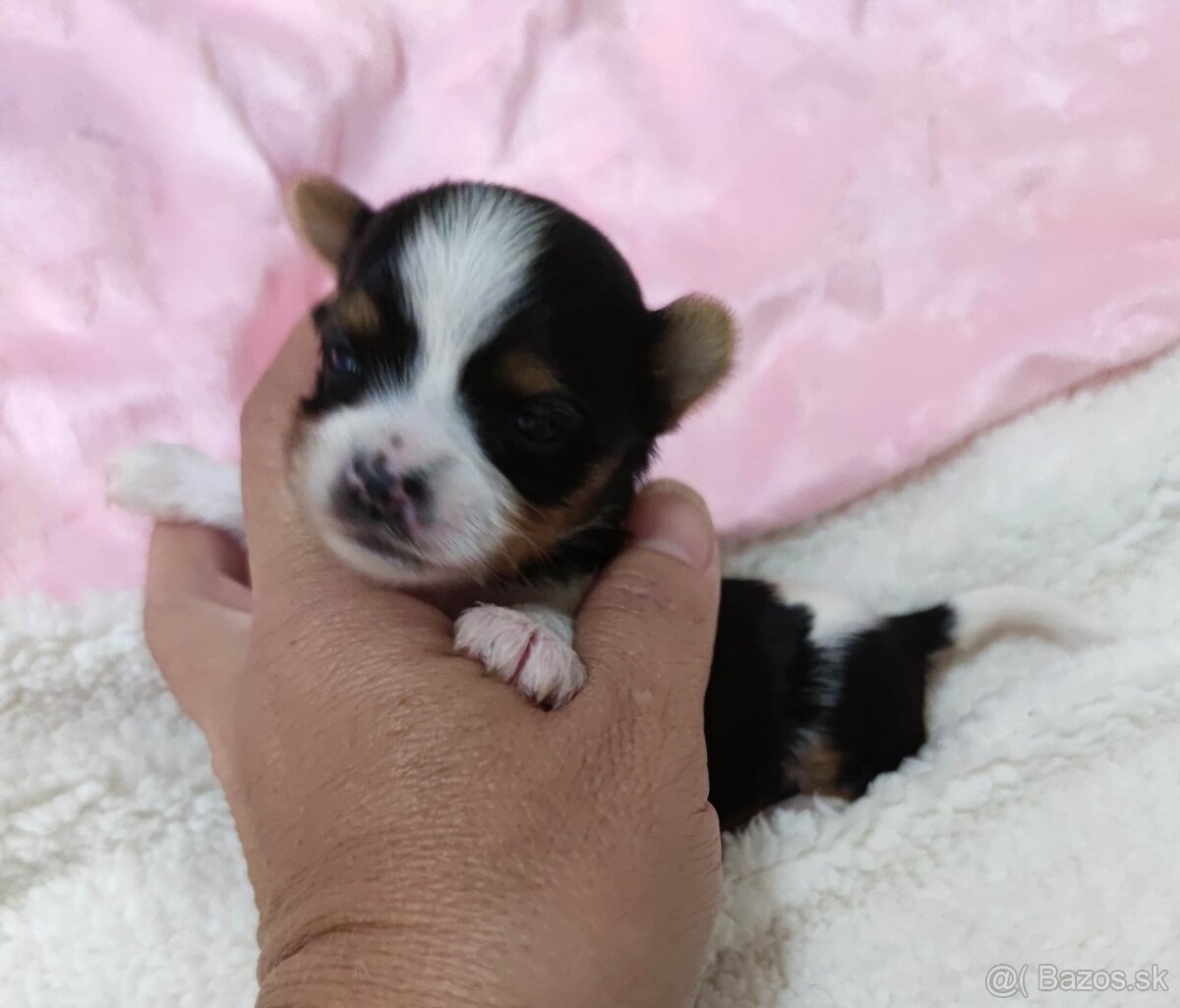 Biewer Yorkshire terrier - 9