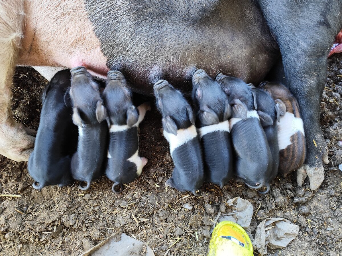 Presticke Prasa x kune kune odstavcata - 9