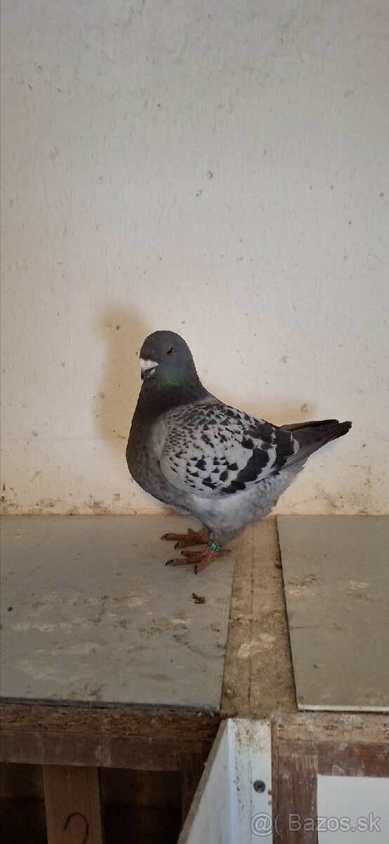 Holuby gigant homer - 9