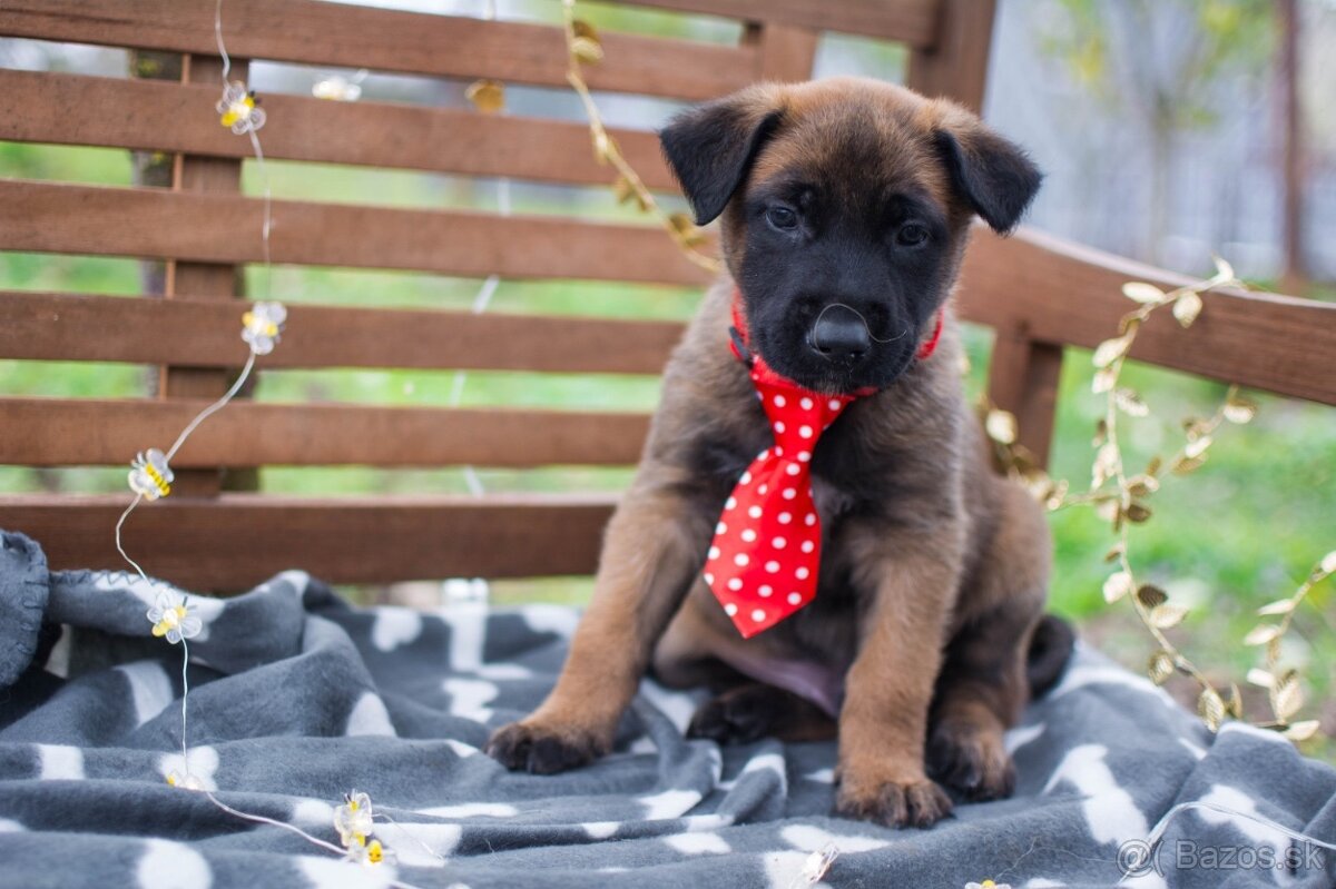 Belgický ovčiak malinois, šteniatka s PP - 9
