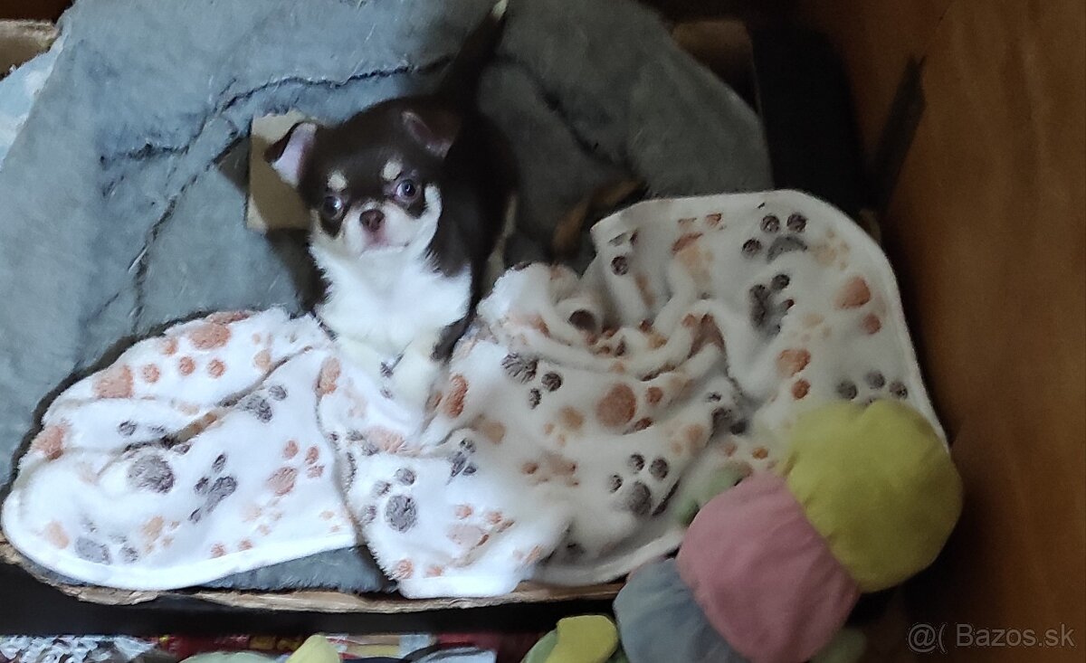 Čivava krátkosrsta. - 9