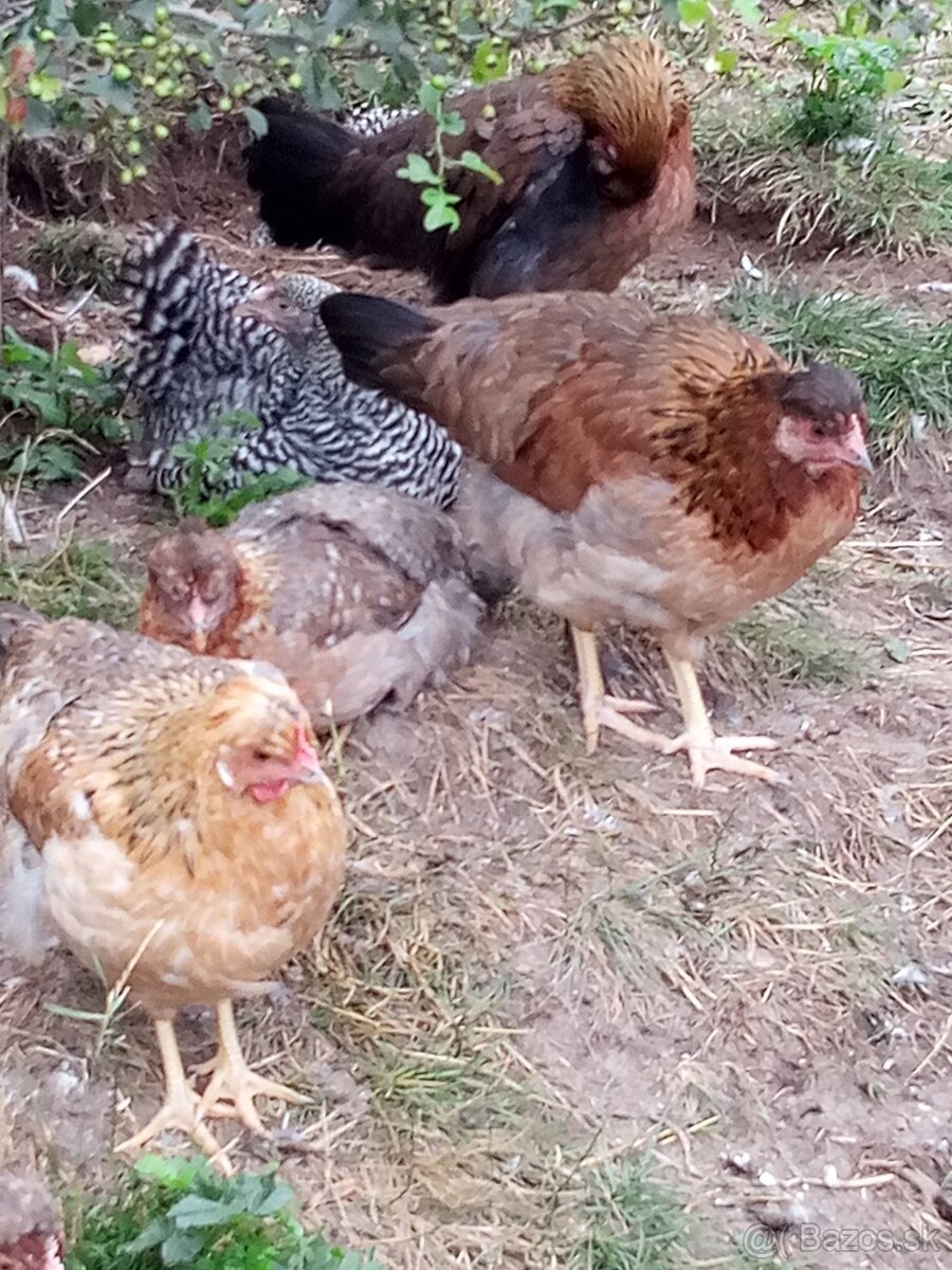 NV zelené green shell - 9