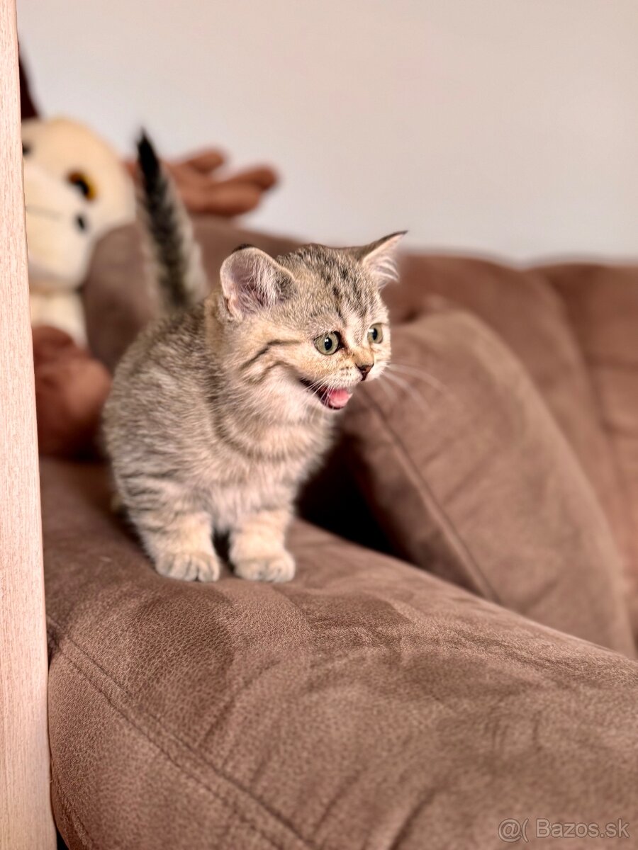 Škótska klapouchá mačka, scottish fold,straight s PP - 9