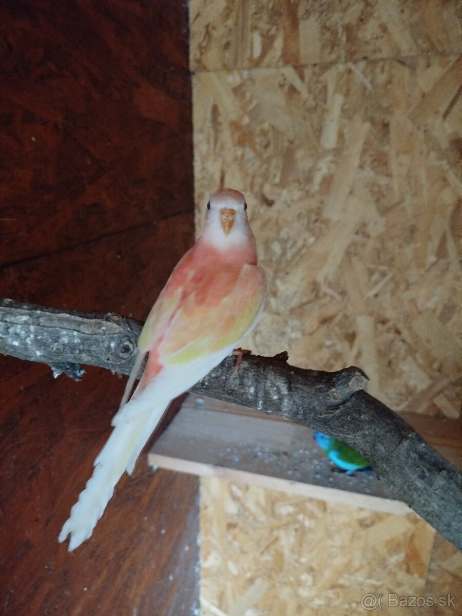 NOFEMA, ROZELA a AGAPORNISI - 9