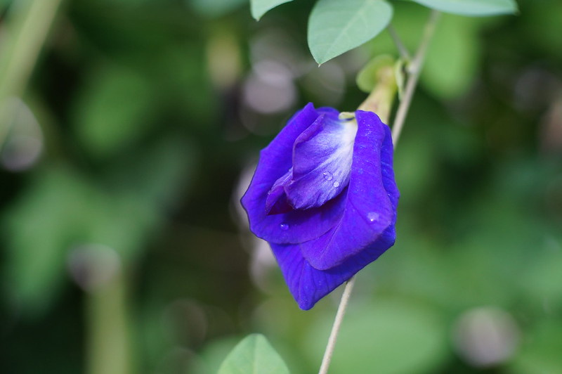 Objektív Fujian 35mm f/1.6 - 9