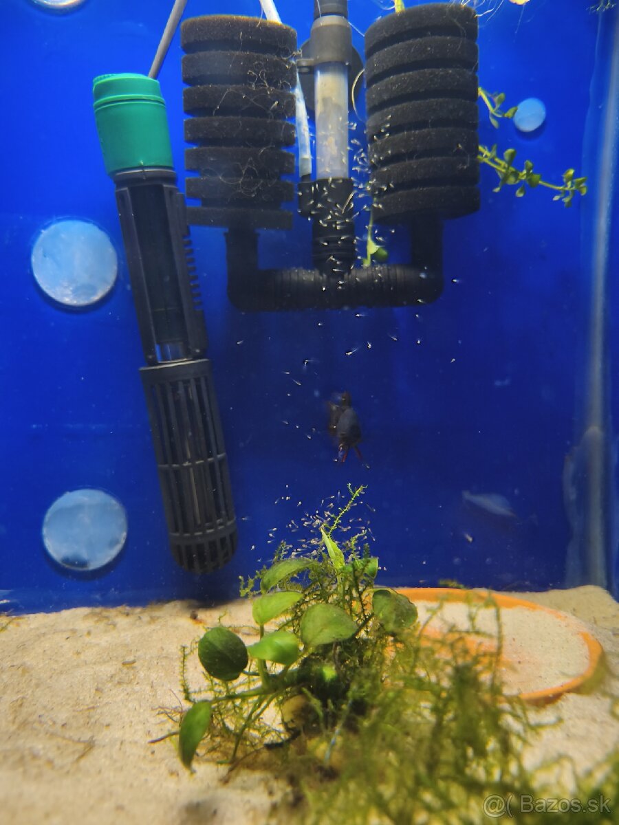 Akvárium - 9