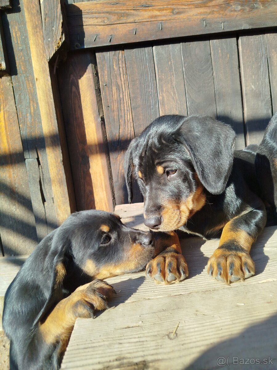 Darujem Šteniatká - 9